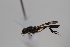  ( - cau02030)  @11 [ ] Unspecified (default): All Rights Reserved (2010) China Agricultural University, Insect Collection China Agricultural University, Insect Collection