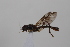  ( - cau02031)  @14 [ ] Unspecified (default): All Rights Reserved (2010) China Agricultural University, Insect Collection China Agricultural University, Insect Collection