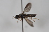  (Strat_genus7 - cau02071)  @14 [ ] Unspecified (default): All Rights Reserved (2010) China Agricultural University, Insect Collection China Agricultural University, Insect Collection
