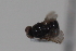  ( - cau02078)  @11 [ ] Unspecified (default): All Rights Reserved (2010) China Agricultural University, Insect Collection China Agricultural University, Insect Collection