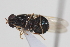  ( - cau02079)  @11 [ ] Unspecified (default): All Rights Reserved (2010) China Agricultural University, Insect Collection China Agricultural University, Insect Collection