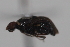 ( - cau02080)  @11 [ ] Unspecified (default): All Rights Reserved (2010) China Agricultural University, Insect Collection China Agricultural University, Insect Collection