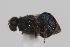  ( - cau02080)  @11 [ ] Unspecified (default): All Rights Reserved (2010) China Agricultural University, Insect Collection China Agricultural University, Insect Collection