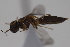  ( - cau02081)  @12 [ ] Unspecified (default): All Rights Reserved (2010) China Agricultural University, Insect Collection China Agricultural University, Insect Collection