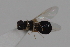  ( - cau02082)  @12 [ ] Unspecified (default): All Rights Reserved (2010) China Agricultural University, Insect Collection China Agricultural University, Insect Collection