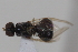  ( - cau02083)  @13 [ ] Unspecified (default): All Rights Reserved (2010) China Agricultural University, Insect Collection China Agricultural University, Insect Collection