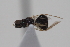  (Strat_genus1 sp. 3 - cau02083)  @13 [ ] Unspecified (default): All Rights Reserved (2010) China Agricultural University, Insect Collection China Agricultural University, Insect Collection