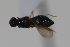  ( - cau02084)  @11 [ ] Unspecified (default): All Rights Reserved (2010) China Agricultural University, Insect Collection China Agricultural University, Insect Collection