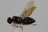 ( - cau02084)  @11 [ ] Unspecified (default): All Rights Reserved (2010) China Agricultural University, Insect Collection China Agricultural University, Insect Collection
