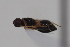  ( - cau02084)  @11 [ ] Unspecified (default): All Rights Reserved (2010) China Agricultural University, Insect Collection China Agricultural University, Insect Collection