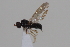  ( - cau02085)  @13 [ ] Unspecified (default): All Rights Reserved (2010) China Agricultural University, Insect Collection China Agricultural University, Insect Collection