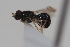  ( - cau02085)  @12 [ ] Unspecified (default): All Rights Reserved (2010) China Agricultural University, Insect Collection China Agricultural University, Insect Collection