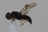  ( - cau02086)  @13 [ ] Unspecified (default): All Rights Reserved (2010) China Agricultural University, Insect Collection China Agricultural University, Insect Collection