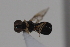  ( - cau02086)  @13 [ ] Unspecified (default): All Rights Reserved (2010) China Agricultural University, Insect Collection China Agricultural University, Insect Collection