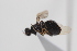  (Kolomania - cau02088)  @13 [ ] Unspecified (default): All Rights Reserved (2010) China Agricultural University, Insect Collection China Agricultural University, Insect Collection