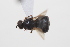  ( - cau02089)  @11 [ ] Unspecified (default): All Rights Reserved (2010) China Agricultural University, Insect Collection China Agricultural University, Insect Collection