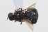  (Kolomania Sp.2 - cau02089)  @11 [ ] Unspecified (default): All Rights Reserved (2010) China Agricultural University, Insect Collection China Agricultural University, Insect Collection