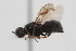  ( - cau02089)  @11 [ ] Unspecified (default): All Rights Reserved (2010) China Agricultural University, Insect Collection China Agricultural University, Insect Collection
