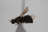  ( - cau02089)  @11 [ ] Unspecified (default): All Rights Reserved (2010) China Agricultural University, Insect Collection China Agricultural University, Insect Collection