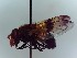  ( - SUAL0380)  @11 [ ] CreativeCommons  Attribution A. Lucas (2016) Unspecified Swansea University
