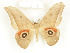  ( - CTBB-1387)  @13 [ ] Copyright (2014) Thierry Bouyer Research Collection of RBINS