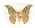  (Orthogonioptilum grootaerti - CTBB-1425)  @14 [ ] Copyright (2014) Thierry Bouyer Research Collection of RBINS
