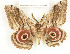  ( - CTBB-1459)  @13 [ ] Copyright (2014) Thierry Bouyer Research Collection of RBINS