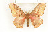  ( - CTBB-1469)  @14 [ ] Copyright (2014) Thierry Bouyer Research Collection of RBINS