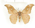  ( - CTBB-1471)  @14 [ ] Copyright (2014) Thierry Bouyer Research Collection of RBINS