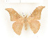  (Orthogonioptilum brunneum - CTBB-1472)  @14 [ ] Copyright (2014) Thierry Bouyer Research Collection of RBINS
