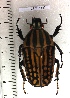  ( - CTBB-1545)  @12 [ ] Copyright (2014) Philippe Leonard Research Collection of Philippe Leonard
