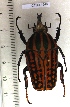  ( - CTBB-1546)  @12 [ ] Copyright (2014) Philippe Leonard Research Collection of Philippe Leonard