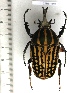  (Mecynorhina savagei - CTBB-1548)  @14 [ ] Copyright (2014) Philippe Leonard Research Collection of Philippe Leonard