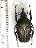  ( - CTBB-1551)  @11 [ ] Copyright (2014) Philippe Leonard Research Collection of Philippe Leonard