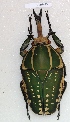  (Mecynorhina polyphemus - CTBB-1567)  @15 [ ] Copyright (2014) Philippe Leonard Research Collection of Philippe Leonard