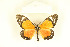  (Otroeda sp. 3 - CTBB-1733)  @14 [ ] Copyright (2015) Thierry Bouyer Research Collection of Thierry Bouyer