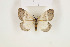  ( - CTBB-1740)  @14 [ ] Copyright (2015) Thierry Bouyer Research Collection of Thierry Bouyer