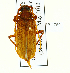  (Sarmydus antennatus - CTBB-1760)  @14 [ ] Copyright (2015) Alain Drumont Research Collection of Alain Drumont