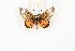  (Acraea neobule - CTBB-1862)  @14 [ ] Copyright © (2014) Unspecified collection Th. Bouyer