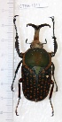  (Megalorhina - CTBB-1911)  @14 [ ] Copyright © (2014) Unspecified collection Th. Bouyer