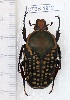  (Megalorhina harrisii dedzaensis - CTBB-1912)  @13 [ ] Copyright © (2014) Unspecified collection Th. Bouyer