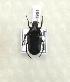  (Pedinorrhina - CTBB-1961)  @13 [ ] Copyright © (2017) Claude Joly Research Collection of Claude Joly