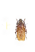  (Erioderus sp. 2 - CTBB-2042)  @13 [ ] Copyright © (2017) Thierry Bouyer Research Collection of Thierry Bouyer