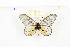  (Acraea sp. 1 - CTBB-2145)  @12 [ ] Copyright © (2017) Thierry Bouyer Research Collection of Nicolas Schiltz