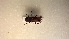  ( - CTBB-2233)  @12 [ ] Copyright © (2017) Thierry Bouyer research collection of A. Drumont
