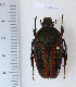  ( - CTBB-2237)  @11 [ ] Copyright © (2018) Philippe Leonard Research Collection of Philippe Léonard