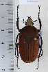  ( - CTBB-2257)  @11 [ ] Copyright © (2018) Philippe Leonard Research Collection of Philippe Léonard