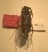  ( - CTBB-2263)  @11 [ ] Copyright © (2018) Alain Drumont research collection of Alain Drumont