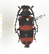  ( - CTBB-2312)  @11 [ ] Copyright © (2018) Th. Bouyer Research Collection of Thierry Bouyer