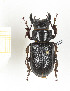  ( - CTBB-2329)  @11 [ ] Copyright © (2018) Th. Bouyer Research Collection of Thierry Bouyer